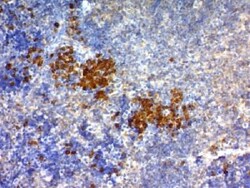 Mouse anti-CD63, Clone: NKI/C3, Azide Free, Novus Biologicals:Antibodies:Primary