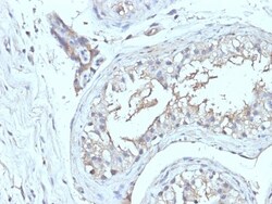 CD63 Antibody (NKI/C3 + LAMP3/968), Novus Biologicals 0.2mg; Unlabeled:Antibodies,