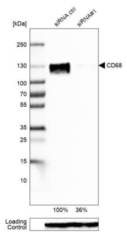 CD68/SR-D1 Antibody (CL1346), Novus Biologicals:Antibodies:Primary Antibodies