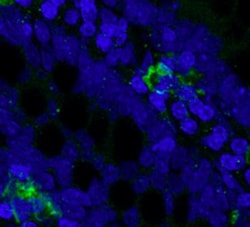CD68/SR-D1 Antibody (ED1) - BSA Free, Novus Biologicals:Antibodies:Primary