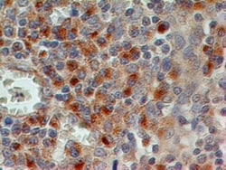 CD69 Antibody (15B5G2) - BSA Free, Novus Biologicals:Antibodies:Primary