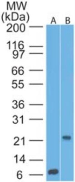 CD69 Antibody (15B5G2) - BSA Free, Novus Biologicals:Antibodies:Primary
