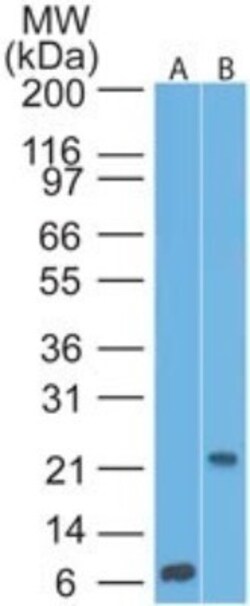 CD69 Antibody (15B5G2) - BSA Free, Novus Biologicals:Antibodies:Primary