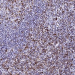CD7 Antibody, Novus Biologicals 25 &mu;L, Unlabeled:Antibodies, Polyclonal