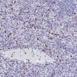 CD7 Antibody, Novus Biologicals 25 &mu;L, Unlabeled:Antibodies, Polyclonal