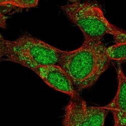 CD72 Antibody, Novus Biologicals 0.1mL; Unlabeled:Antibodies, Polyclonal