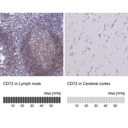 CD72 Antibody, Novus Biologicals 0.1mL; Unlabeled:Antibodies, Polyclonal