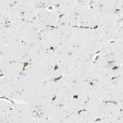 CD74 Antibody, Novus Biologicals 0.1mL; Unlabeled:Antibodies, Polyclonal