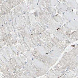 CD74 Antibody, Novus Biologicals 0.1mL; Unlabeled:Antibodies, Polyclonal