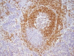 CD79A Mouse anti-Human, Mouse, Rat, Porcine, Bovine, Canine, Chicken, Equine,