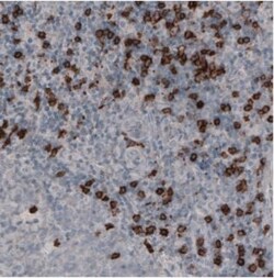 CD8 Antibody (CL1529), Novus Biologicals 0.1mL; Unlabeled:Antibodies, Monoclonal