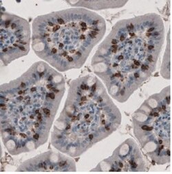 CD8 Antibody (CL1529), Novus Biologicals 0.1mL; Unlabeled:Antibodies, Monoclonal