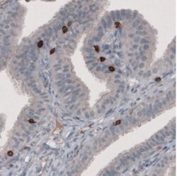 CD8 Antibody (CL1529), Novus Biologicals 0.1mL; Unlabeled:Antibodies, Monoclonal