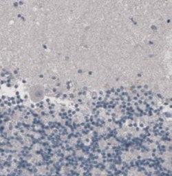 CD8 Antibody (CL1529), Novus Biologicals 0.1mL; Unlabeled:Antibodies, Monoclonal