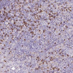 CD8 Antibody, Novus Biologicals:Antibodies:Primary Antibodies