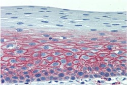 CD82/Kai-1 Antibody (C33) - BSA Free, Novus Biologicals 0.1mg; Unlabeled:Antibodies,