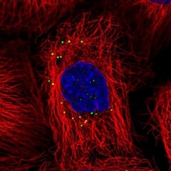 CD83 Antibody, Novus Biologicals 0.1mL; Unlabeled:Antibodies, Polyclonal