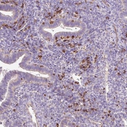CD83 Antibody, Novus Biologicals 0.1mL; Unlabeled:Antibodies, Polyclonal