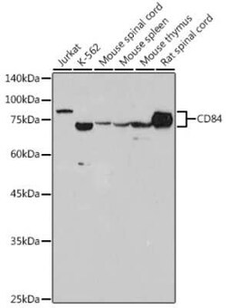 CD84/SLAMF5 Rabbit anti-Human, Mouse, Rat, Clone: 0N8J7, Novus Biologicals:Antibodies:Primary