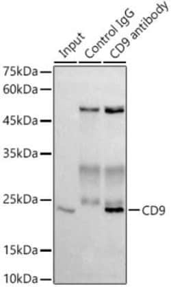 CD9 Rabbit anti-Human, Mouse, Clone: 10N2L6, Novus Biologicals:Antibodies:Primary