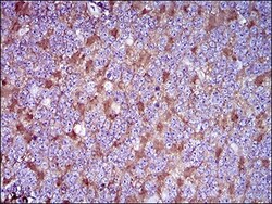 CD90/Thy1 Antibody (7E1B11) - BSA Free, Novus Biologicals 0.1mL; Unlabeled:Antibodies
