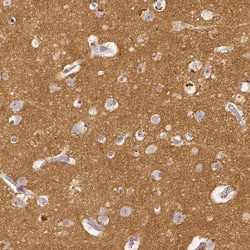 CD90/Thy1 Antibody, Novus Biologicals 25 &mu;L; Unlabeled:Antibodies, Polyclonal
