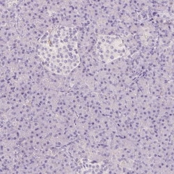 CD90/Thy1 Antibody, Novus Biologicals 25 &mu;L; Unlabeled:Antibodies, Polyclonal