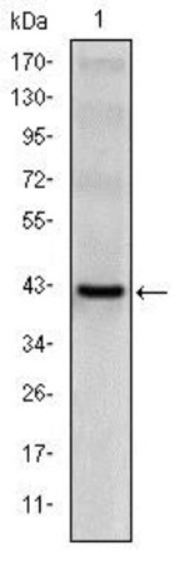 CD94 Antibody (3G2), Novus Biologicals 0.025 mL, Unlabeled:Antibodies,