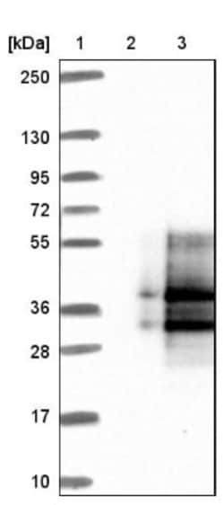 CD99-L2 Antibody, Novus Biologicals:Antibodies:Primary Antibodies