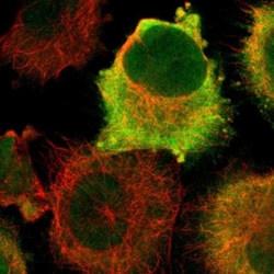 CDC2/CDK1 Antibody, Novus Biologicals:Antibodies:Primary Antibodies