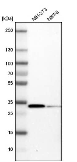 CDC2/CDK1 Antibody, Novus Biologicals:Antibodies:Primary Antibodies