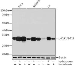 CDC2/CDK1 Rabbit anti-Human, Mouse, Rat, Clone: 6R1O7, Novus Biologicals