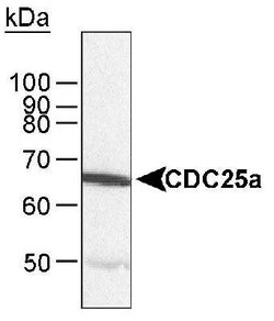CDC25A Antibody, Novus Biologicals 0.1mg; Unlabeled:Antibodies, Polyclonal