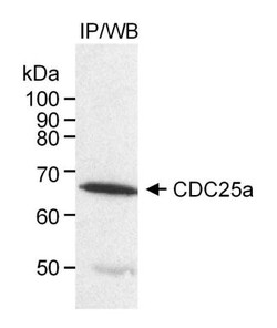 CDC25A Antibody, Novus Biologicals 0.1mg; Unlabeled:Antibodies, Polyclonal