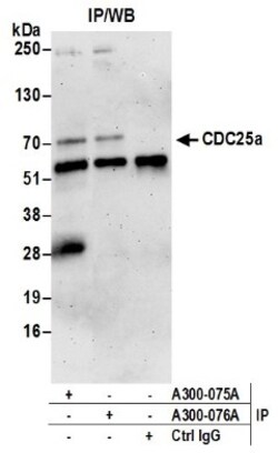 CDC25A Antibody, Novus Biologicals 0.1mg; Unlabeled:Antibodies, Polyclonal