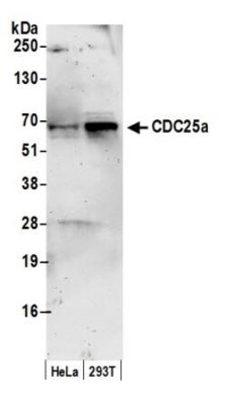 CDC25A Antibody, Novus Biologicals 0.1mg; Unlabeled:Antibodies, Polyclonal