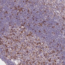 CDC25B Antibody, Novus Biologicals 0.1mL; Unlabeled:Antibodies, Polyclonal