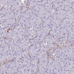 CDC25B Antibody, Novus Biologicals 0.1mL; Unlabeled:Antibodies, Polyclonal