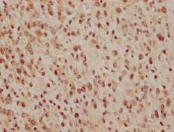 CDC25C Antibody (3E6), Novus Biologicals 100 &mu;g | Buy Online | Novus Biologicals | Fisher Scientific