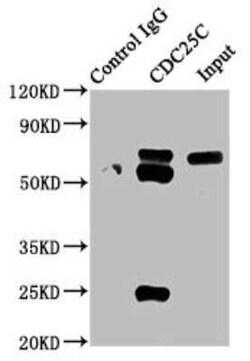 CDC25C Antibody (3E6), Novus Biologicals 100 &mu;g | Buy Online | Novus Biologicals | Fisher Scientific
