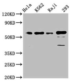 CDC25C Antibody (3E6), Novus Biologicals 100 &mu;g | Buy Online | Novus Biologicals | Fisher Scientific