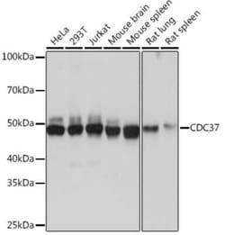 CDC37 Rabbit anti-Human, Mouse, Rat, Clone: 6X0A3, Novus Biologicals:Antibodies:Primary