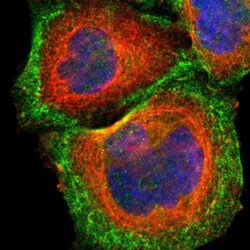 CDC42EP1 Antibody, Novus Biologicals 25 &mu;L | Buy Online | Novus Biologicals | Fisher Scientific