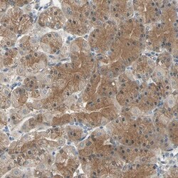CDC42EP1 Antibody, Novus Biologicals 25 &mu;L | Buy Online | Novus Biologicals | Fisher Scientific