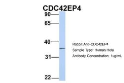 CDC42EP4 Antibody, Novus Biologicals 100 &mu;L | Buy Online | Novus Biologicals | Fisher Scientific
