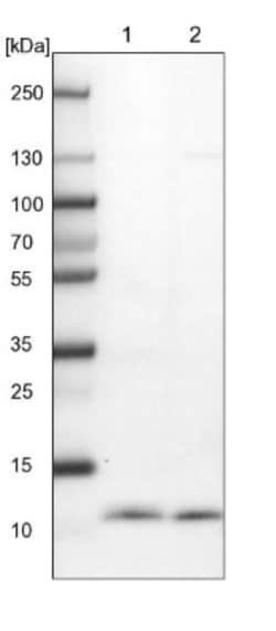 CDC42SE2 Antibody, Novus Biologicals:Antibodies:Primary Antibodies