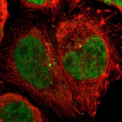 CDC45L Antibody, Novus Biologicals 25 &mu;L; Unlabeled:Antibodies, Polyclonal