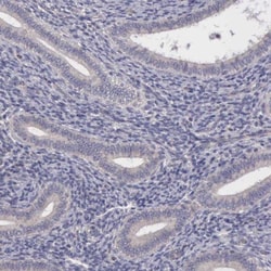 CDC45L Antibody, Novus Biologicals 25 &mu;L; Unlabeled:Antibodies, Polyclonal