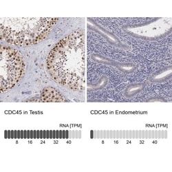 CDC45L Antibody, Novus Biologicals 25 &mu;L; Unlabeled:Antibodies, Polyclonal