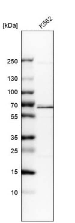 CDC45L Antibody, Novus Biologicals 25 &mu;L; Unlabeled:Antibodies, Polyclonal